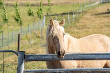 Farm For Sale - NSW - Canowindra - 2804 - Immaculate country home set on 44acres and exceptional views!  (Image 2)