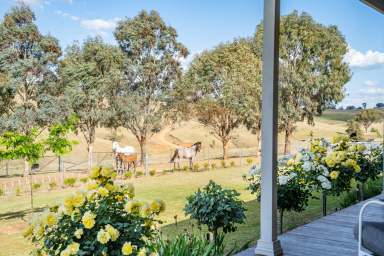 Farm For Sale - NSW - Canowindra - 2804 - Immaculate country home set on 44acres and exceptional views!  (Image 2)