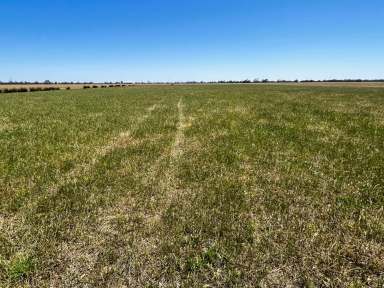 Farm For Sale - VIC - Kerang East - 3579 - 103 Ha (255 Acres) of Prime Irrigation Farming Land  (Image 2)