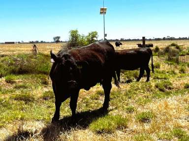 Farm For Sale - VIC - Kerang East - 3579 - 103 Ha (255 Acres) of Prime Irrigation Farming Land  (Image 2)