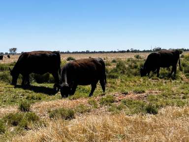 Farm For Sale - VIC - Kerang East - 3579 - 103 Ha (255 Acres) of Prime Irrigation Farming Land  (Image 2)