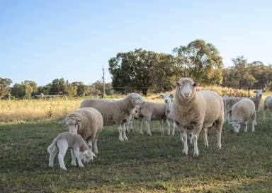 Farm Auction - NSW - Alectown - 2870 - The Perfect Weekender or Lifestyle Block  (Image 2)