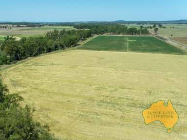 Farm For Sale - QLD - Tellebang - 4630 - Prime Lucerne, Fodder, and Grain Growing Property on Renowned Langley Flats  (Image 2)