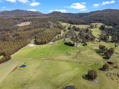 Farm For Sale - TAS - Colebrook - 7027 - "CAE MAWR" the big field  (Image 2)