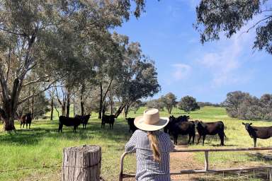 Farm For Sale - NSW - Woodstock - 2793 - 1,385ACRES* OF SECURE, HIGH RAINFALL TABLELANDS GRAZING!  (Image 2)