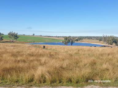 Farm For Sale - NSW - Inverell - 2360 - Premium Lifestyle, Productive Agricultural Offering  (Image 2)