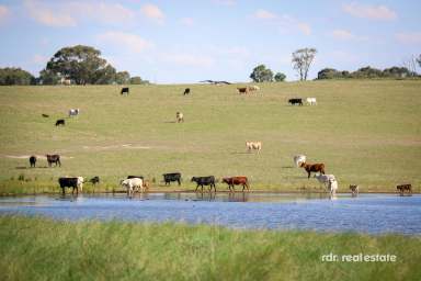 Farm For Sale - NSW - Inverell - 2360 - Premium Lifestyle, Productive Agricultural Offering  (Image 2)