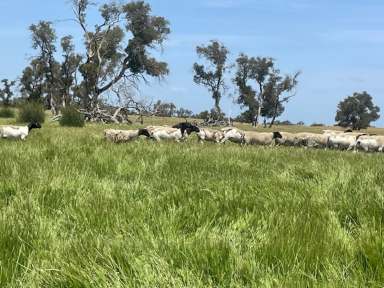 Farm For Sale - WA - Mogumber - 6506 - 3473 Bindoon-Moora Road, MogumberLifestyle and Productive Farm with River Frontage  (Image 2)