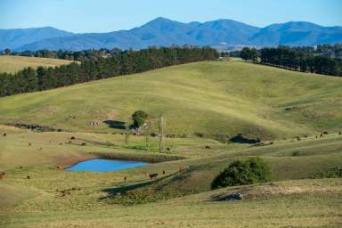 Farm For Sale - NSW - Toothdale - 2550 - Fairview  (Image 2)