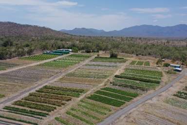 Farm For Sale - QLD - Oak Valley - 4811 - 40 Acres - OAK VALLEY - Potential Housing Lots - Town Water  (Image 2)