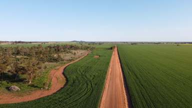 Farm For Sale - NSW - Wirrinya - 2871 - INSTITUTIONAL SCALE DRYLAND CROPPING OPPORTUNITY  (Image 2)