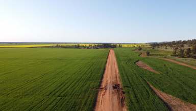 Farm For Sale - NSW - Wirrinya - 2871 - INSTITUTIONAL SCALE DRYLAND CROPPING OPPORTUNITY  (Image 2)