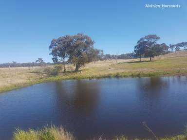 Farm For Sale - NSW - Wellingrove - 2370 - Development Property Priced to sell  (Image 2)