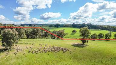 Farm Auction - NSW - Burraga - 2795 - Cherry Tree - Undulating Grazing Country – 257* Acres  (Image 2)