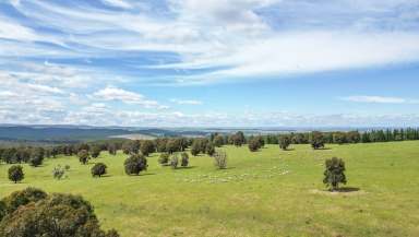 Farm Auction - NSW - Burraga - 2795 - Cherry Tree - Undulating Grazing Country – 257* Acres  (Image 2)