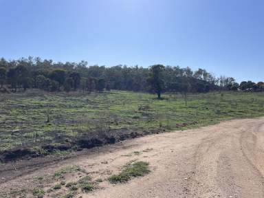 Farm For Sale - QLD - Taroom - 4420 - $1,2000,000 - TAROOM FORESTRY LEASE - 4830HA  (Image 2)