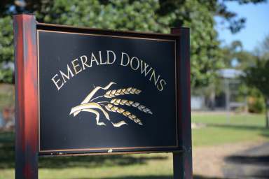 Farm Auction - NSW - Shannon Brook - 2470 - Emerald Downs - The Ideal Farm  (Image 2)