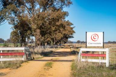 Farm For Sale - NSW - Yerong Creek - 2642 - OSBORNE - YERONG CREEK - 287 Hectares  (Image 2)