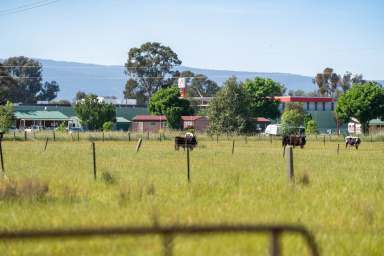 Farm Auction - NSW - Holbrook - 2644 - Lifestyle Living.  3.3 HA  (8.15 acres)  (Image 2)