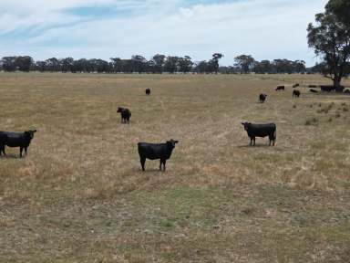 Farm For Sale - VIC - Norong - 3682 - Lifestyle & Productivity  (Image 2)