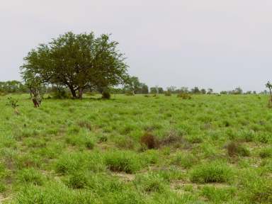 Farm Auction - QLD - Surat - 4417 - Over 100 mm recent rain  - Grain & Grazing - 4 Freehold titles - 10 km from Surat  (Image 2)