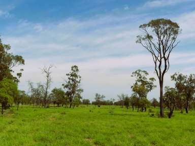 Farm Auction - QLD - Surat - 4417 - Over 100 mm recent rain  - Grain & Grazing - 4 Freehold titles - 10 km from Surat  (Image 2)