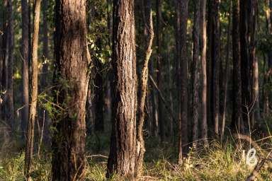 Farm For Sale - NSW - Lower Belford - 2335 - 116 ACRES | RURAL OASIS ON THE DOORSTEP OF THE HUNTERS WINE REGION  (Image 2)