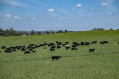 Farm For Sale - NSW - Backmede - 2470 - 'Bakers'  (Image 2)