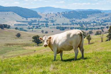 Farm For Sale - VIC - Tallangatta Valley - 3701 - RELIABLE HIGH RAINFALL BEEF FATTENING OR BREEDING  (Image 2)