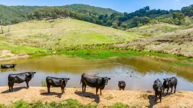 Farm For Sale - VIC - Tallangatta Valley - 3701 - RELIABLE HIGH RAINFALL BEEF FATTENING OR BREEDING  (Image 2)