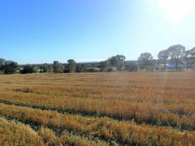 Farm For Sale - VIC - Rutherglen - 3685 - EXCELLENT BUILDING SITE "GLEN DEE" KILBORN ROAD RUTHERGLEN VIC 3690  (Image 2)