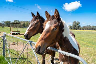 Farm For Sale - NSW - Gerogery - 2642 - LIFESTYLE PROPERTY AND HORSE HAVEN CLOSE TO TOWN  (Image 2)