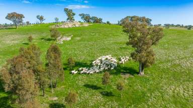 Farm Auction - NSW - Alma Park - 2659 - MIXED FARMING BLOCK AT ALMA PARK  (Image 2)