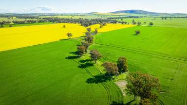 Farm For Sale - NSW - Walbundrie - 2642 - VERSATILE FARMING LAND  (Image 2)