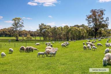 Farm For Sale - VIC - Glenaroua - 3764 - Productive and Picturesque  (Image 2)