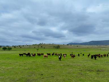 Farm For Sale - NSW - Denman - 2328 - "Bronte Park" Productive Rural Holding on Martindale Creek  (Image 2)