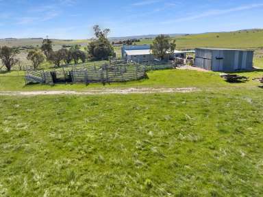 Farm Auction - NSW - Delegate - 2633 - 'Noamunga' Rolling hills and river frontage.  (Image 2)