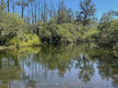 Farm For Sale - NSW - Caffreys Flat - 2424 - Invest in Timber  (Image 2)