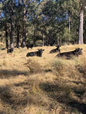 Farm For Sale - NSW - Nowendoc - 2354 - High Rainfall Country In A Private Setting  (Image 2)