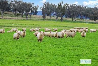 Farm For Sale - NSW - Tamworth - 2340 - Stunning Home, Views and Lifestyle!  (Image 2)