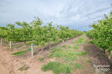 Farm For Sale - VIC - Orrvale - 3631 - Established Goulburn Valley Apple Orchard  (Image 2)