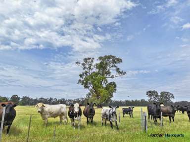 Farm Auction - VIC - Violet Town - 3669 - Prime Pastoral Property in Violet Town  (Image 2)