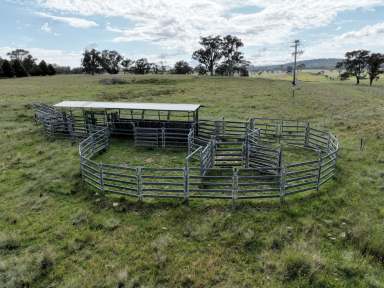 Farm Auction - NSW - Yarrowford - 2370 - Mimosa  (Image 2)