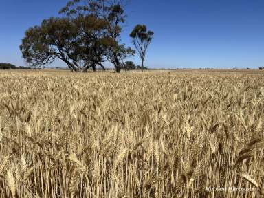 Farm For Sale - WA - Quairading - 6383 - Very rare, small holding in reliable Quairading  (Image 2)