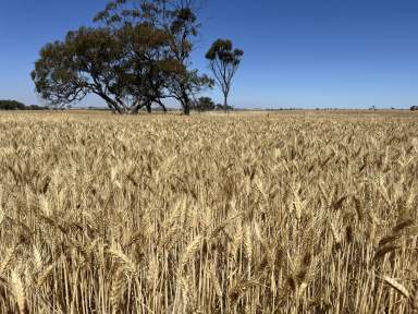 Farm For Sale - WA - Quairading - 6383 - Very rare, small holding in reliable Quairading  (Image 2)