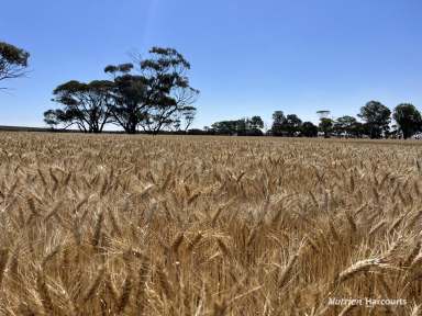 Farm For Sale - WA - Quairading - 6383 - Very rare, small holding in reliable Quairading  (Image 2)