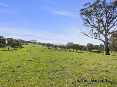 Farm For Sale - VIC - Homewood - 3717 - Large Acres Private Location  (Image 2)