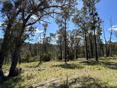 Farm For Sale - NSW - Wyndham - 2550 - STUNNING BUSH BLOCK  (Image 2)