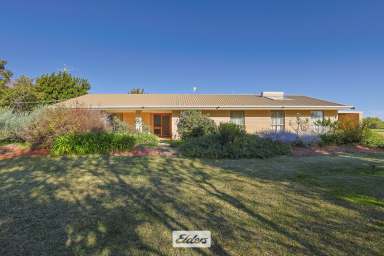 Farm For Sale - VIC - Irymple - 3498 - Over an Acre In Irymple!!  (Image 2)