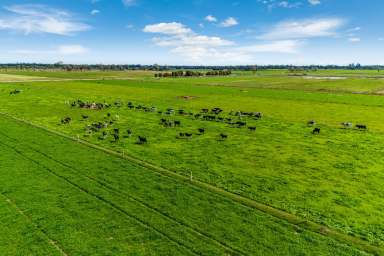 Farm For Sale - VIC - Girgarre - 3624 - Three Premium Dairy Farm Opportunities
Expressions of Interest Closing 29th November @2.00pm 
574.19 hectares (1418.4 acres)  (Image 2)